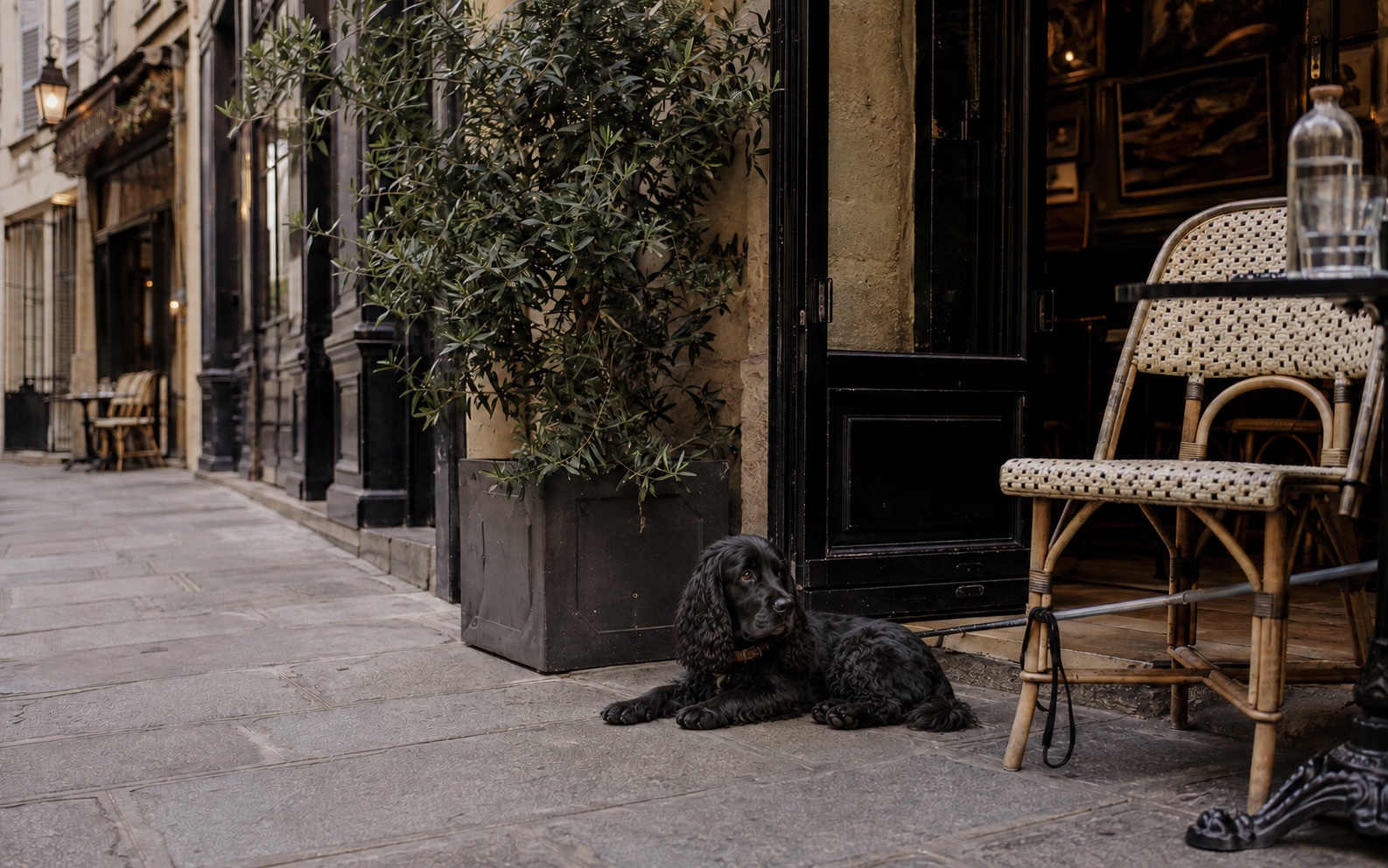 A black cocker spaniel resting outside a dog-friendly Paris café