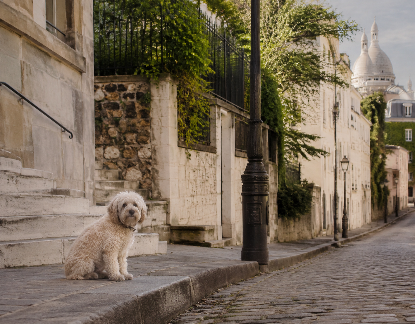 A cream dog on a quiet Montmartre street near Sacré-Cœur