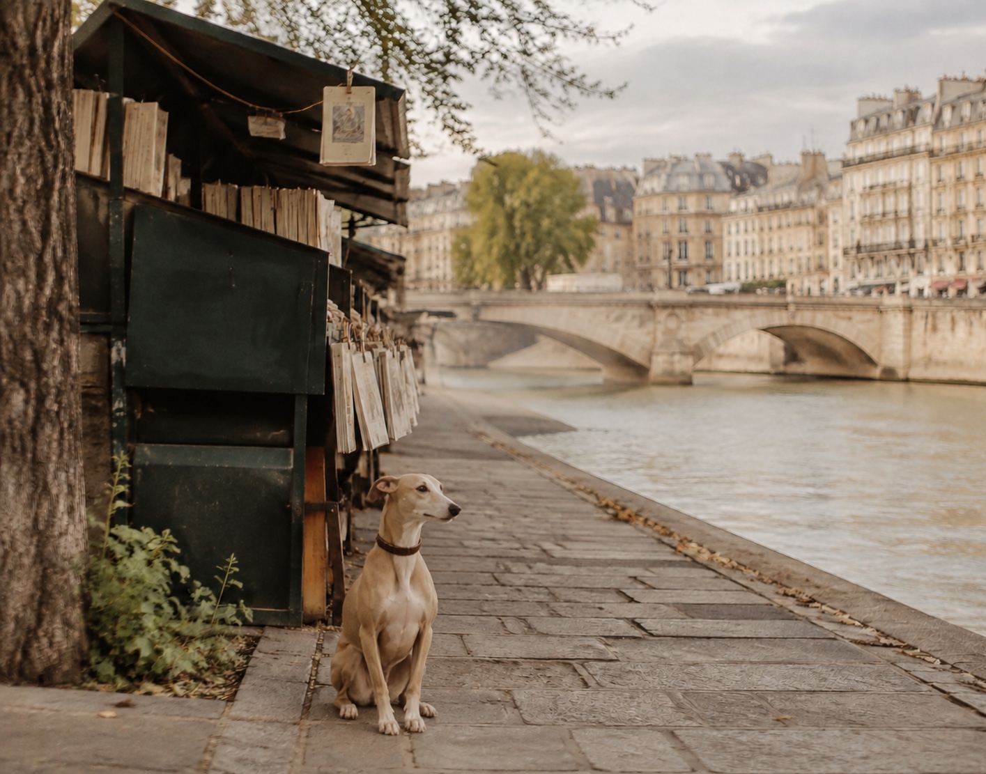 A fawn whippet beside a Paris bookstall on the Seine