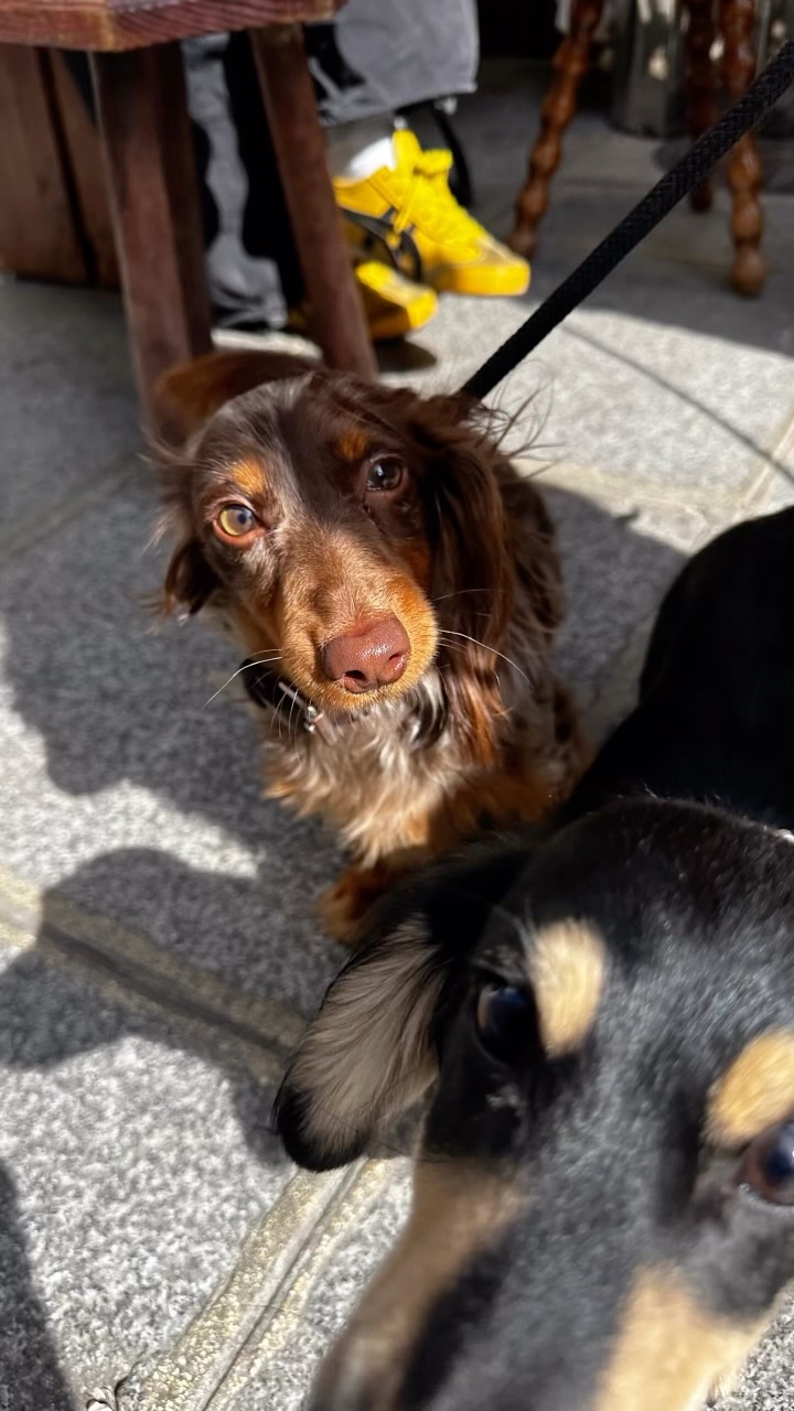 Two regular dogs visiting Grave Cafe in Paris