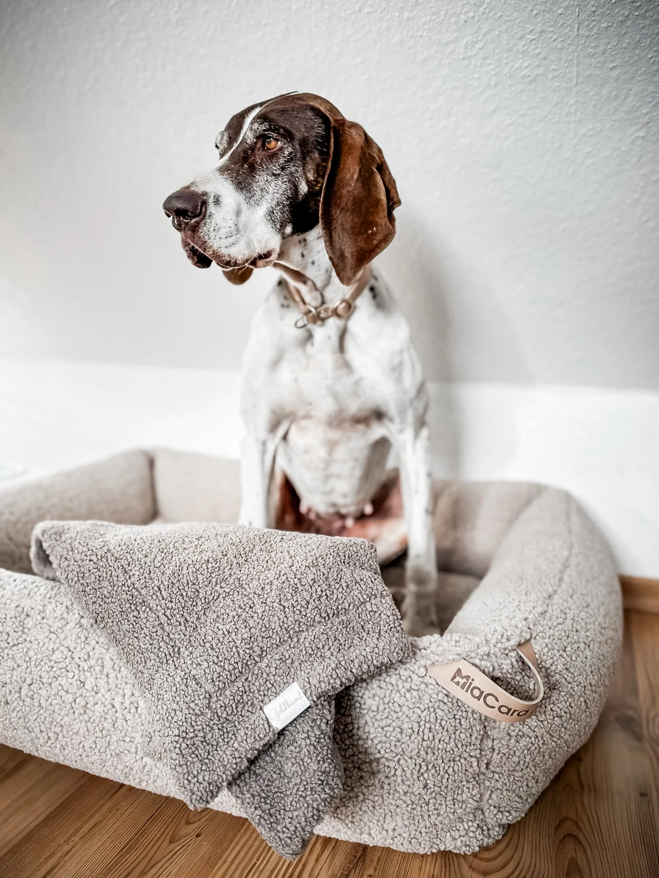 A dog sitting in a soft grey bed from the SCADI selection
