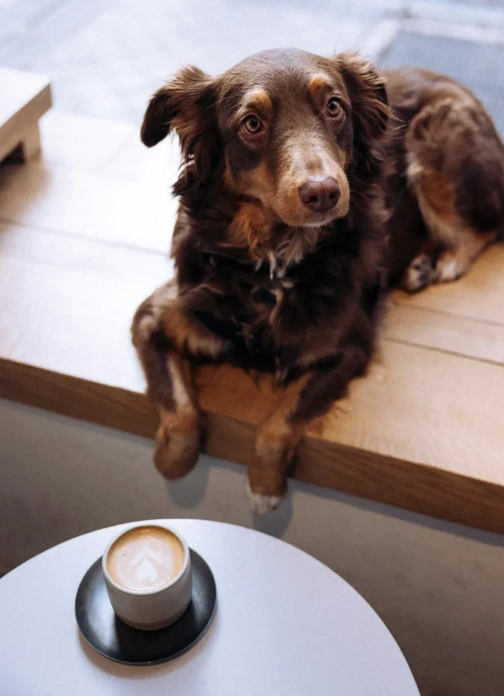 Yoyogi Coffee — A dog beside a cup of coffee